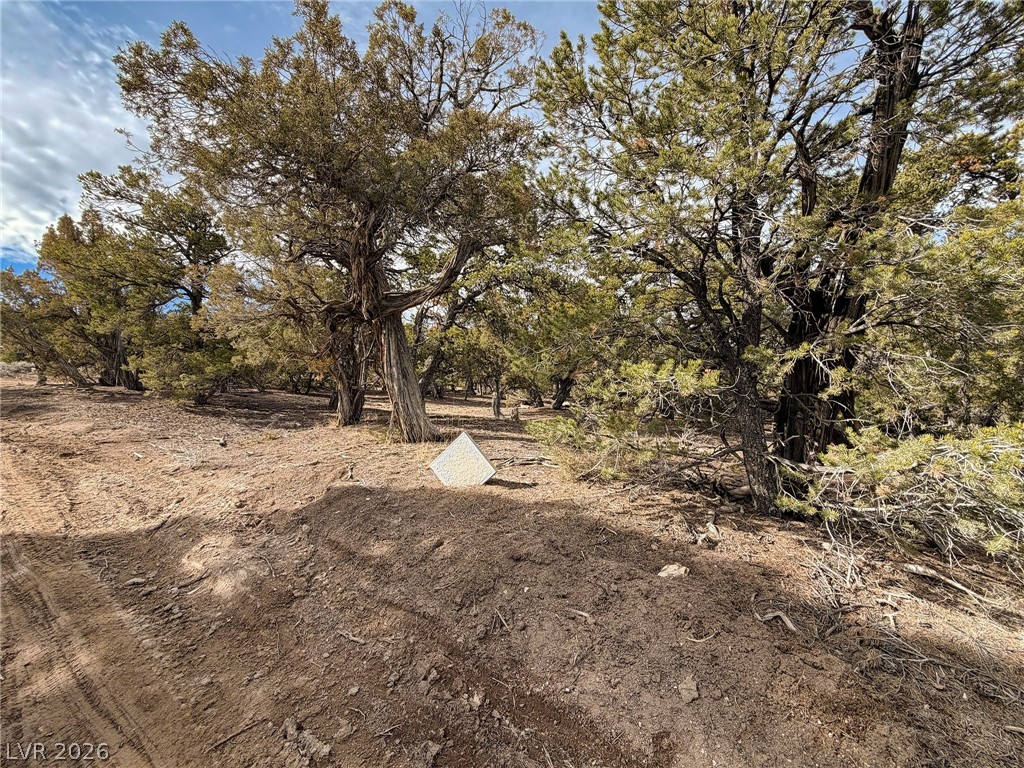Photo 12 of 18, Pinion Pines