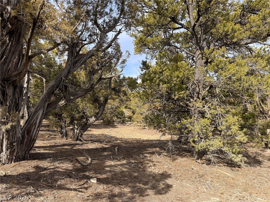 Photo 13 of 18, Pinion Pines