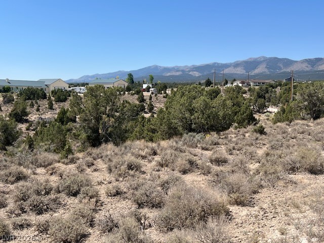 Photo 2 of Pinyon Pine